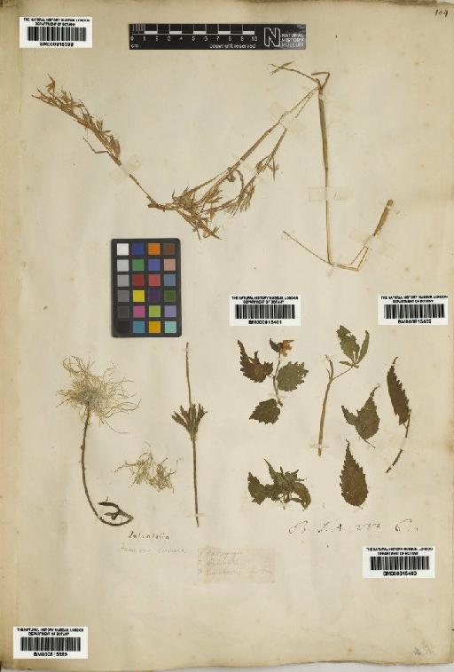 Poaceae Barnhart - BM000815398