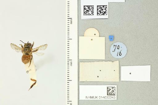 Megachile (Trichurochile) pulchra Smith, F., 1879 - 014030243_additional