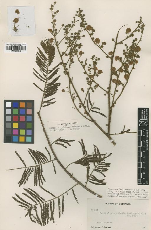 Acacia martiusiana (Steud.) Burkart - BM000952366