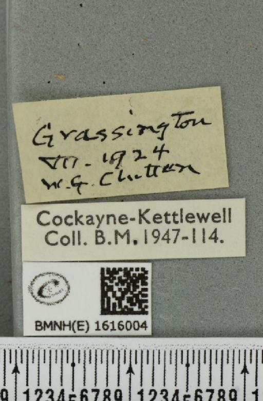 Entephria flavicinctata ruficinctata (Guenée, 1858) - BMNHE_1616004_label_318496