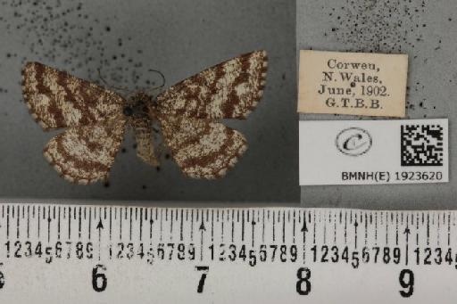 Ematurga atomaria (Linnaeus, 1758) - BMNHE_1923620_488204