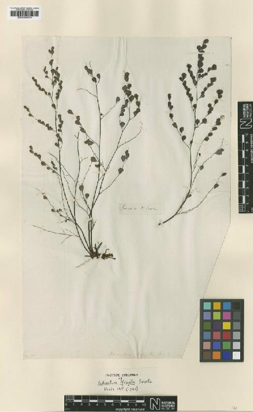 Adiantum fragile Sw. - BM000936734