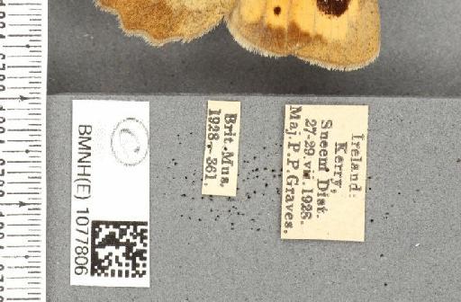 Maniola jurtina iernes Graves, 1930 - BMNHE_1077806_label_61357