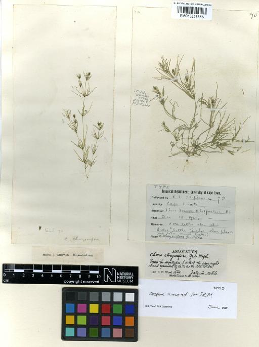 Chara chrysospora J.Groves et Stephens - BM013828355