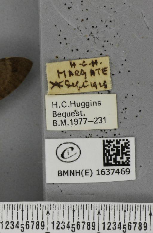 Macroglossum stellatarum (Linnaeus, 1758) - BMNHE_1637469_label_206142