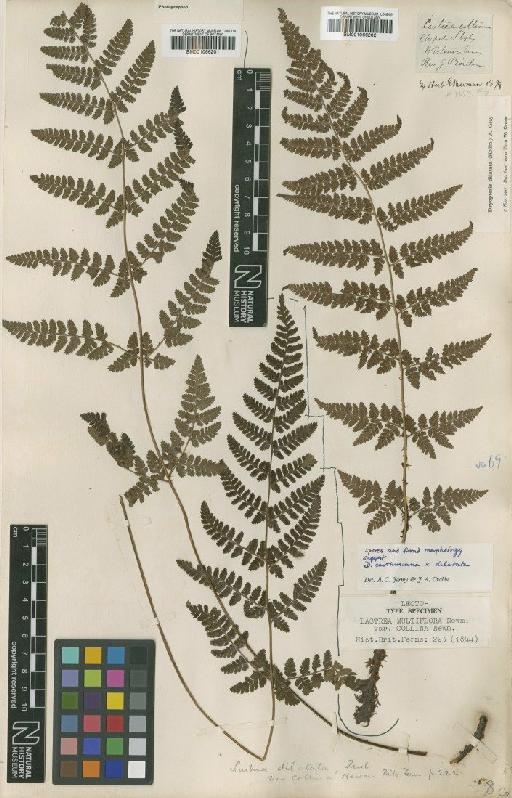 Dryopteris × deweveri (J.T.Jansen & Wacht.) J.T.Jansen & Wacht. - BM001066202