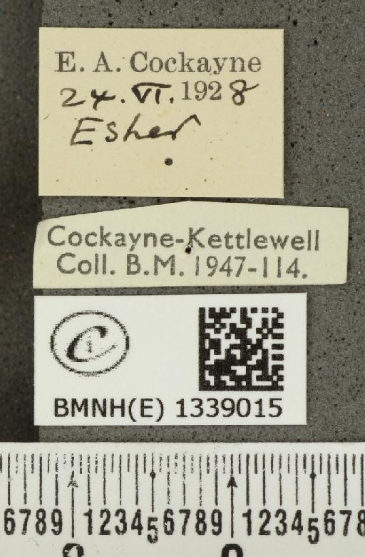 Ochlodes sylvanus (Esper, 1777) - BMNHE_1339015_label_154954