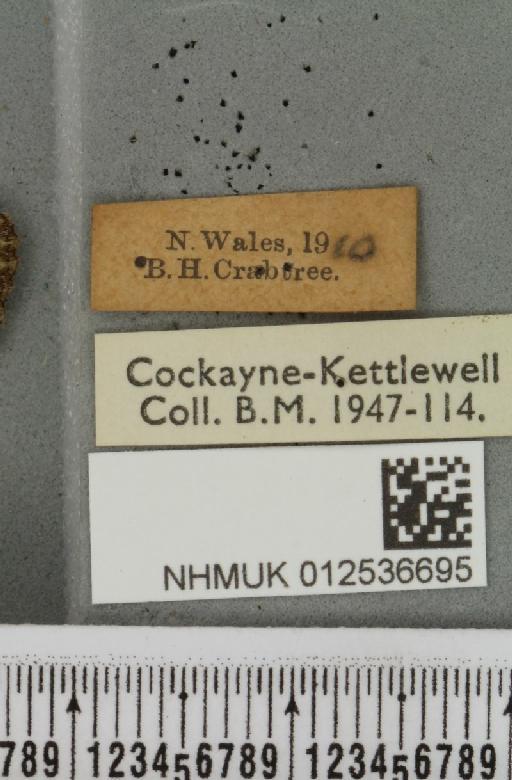 Polymixis lichenea ab. splendida Siviter Smith, 1942 - NHMUK_012536695_label_645974
