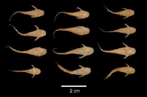 Pimelodus (Pseudopimelodus) cottoides Boulenger, 1891 - 1891.3.16.36-45; Pimelodus (Pseudopimelodus) cottoides; type; ACSI Project image