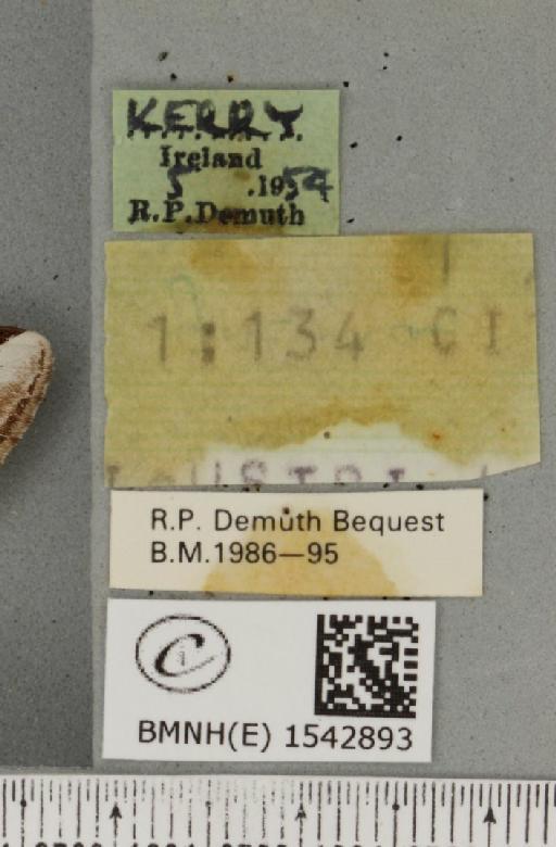 Pheosia gnoma (Fabricius, 1777) - BMNHE_1542893_label_246278