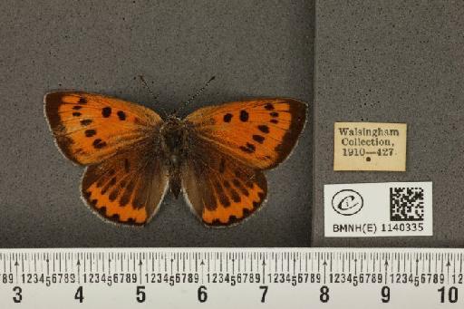 Lycaena (Rapsidia) dispar (Haworth, 1802) - BMNHE_1140335_91919