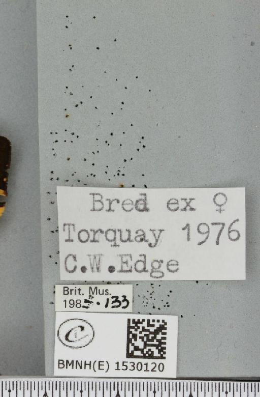 Euplagia quadripunctaria (Poda, 1761) - BMNHE_1530120_label_209014