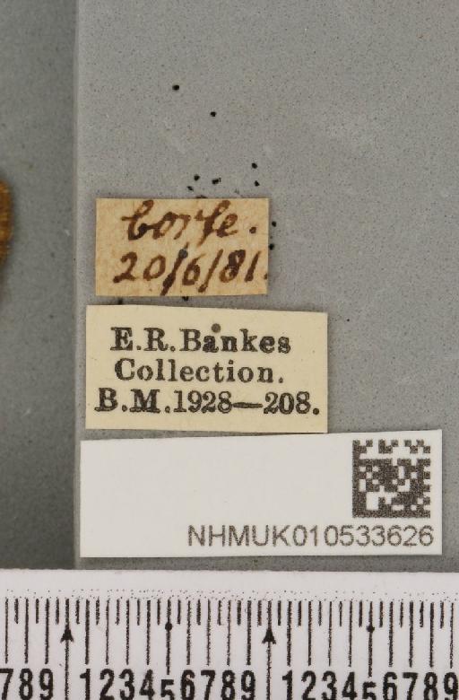 Charanyca trigrammica (Hufnagel, 1766) - NHMUK_010533626_label_587592