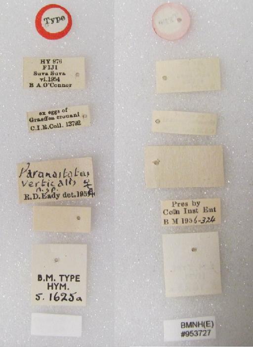 Paranastatus verticalis Eady, 1956 - Paranastatus verticalis #953727 Hym Type5.1625a labels