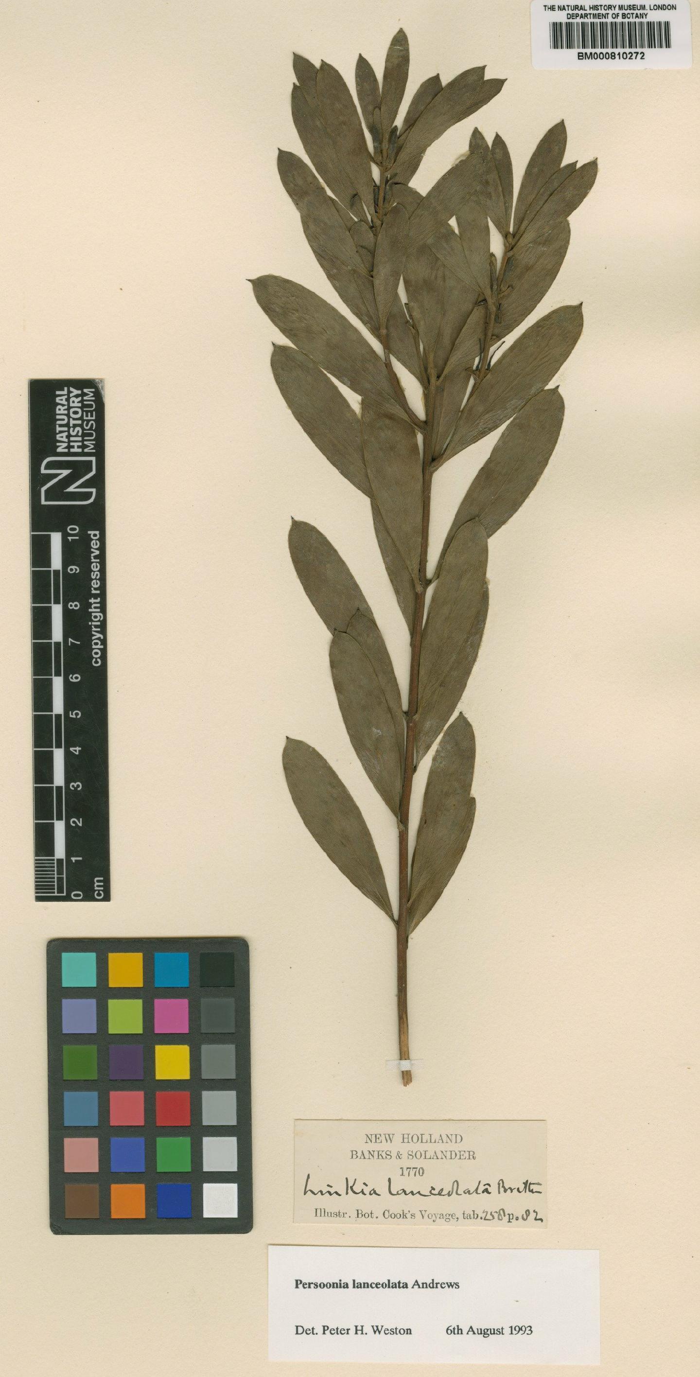 To NHMUK collection (Persoonia lanceolata Andrews; NHMUK:ecatalogue:2304388)