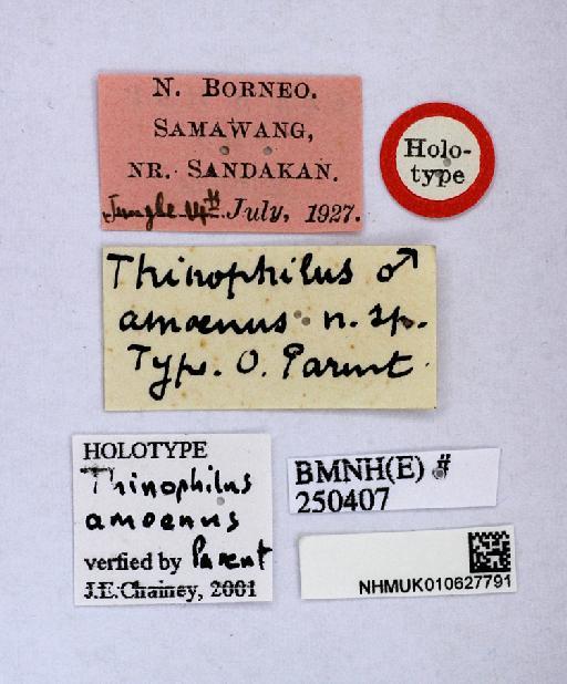 Thinophilus amoenus Parent, 1935 - Thinophilus_amoenus-010627791-labels