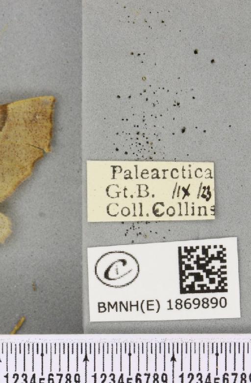 Colotois pennaria (Linnaeus, 1761) - BMNHE_1869890_label_454788