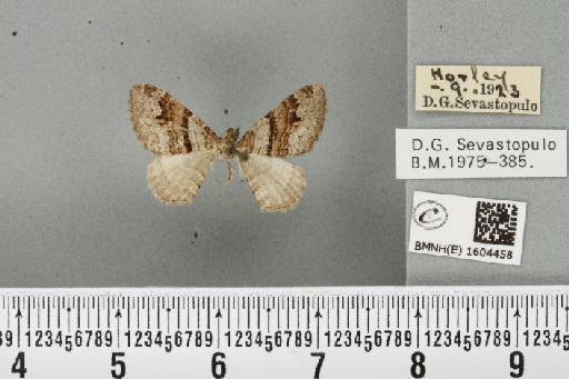 Xanthorhoe designata (Hufnagel, 1767) - BMNHE_1604458_311955