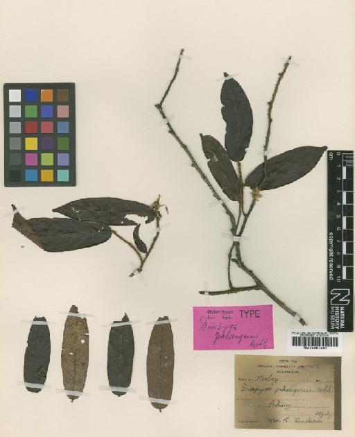 Diospyros pahangensis Bakh. - BM000997462