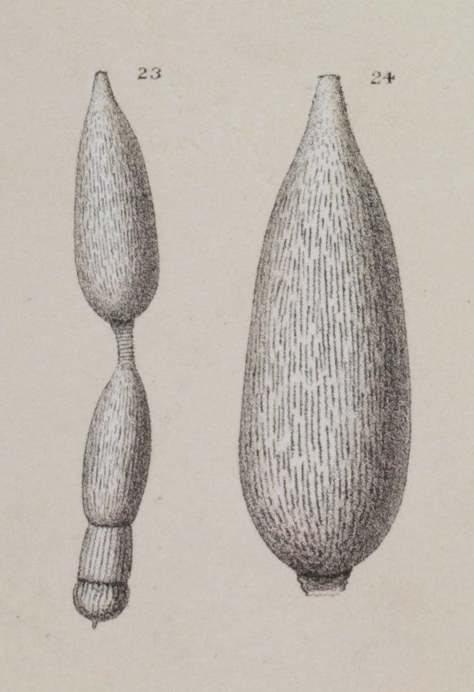 To NHMUK collection (Nodosaria subcanaliculata (Neugeboren); NHMUK:ecatalogue:3092808)