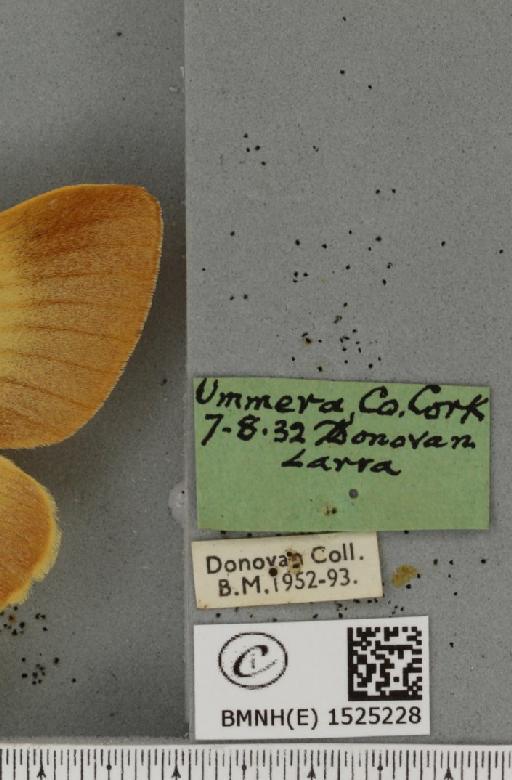 Lasiocampa quercus quercus (Linnaeus, 1758) - BMNHE_1525228_label_194129