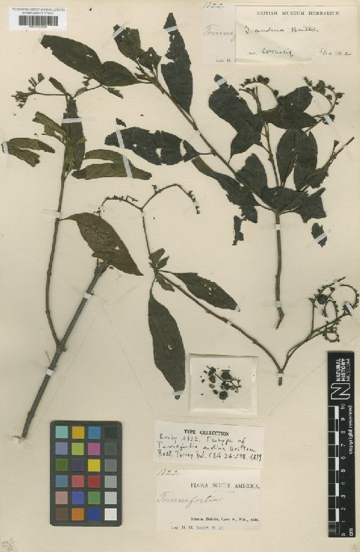 Tournefortia andina Britton ex Rusby - BM001209054