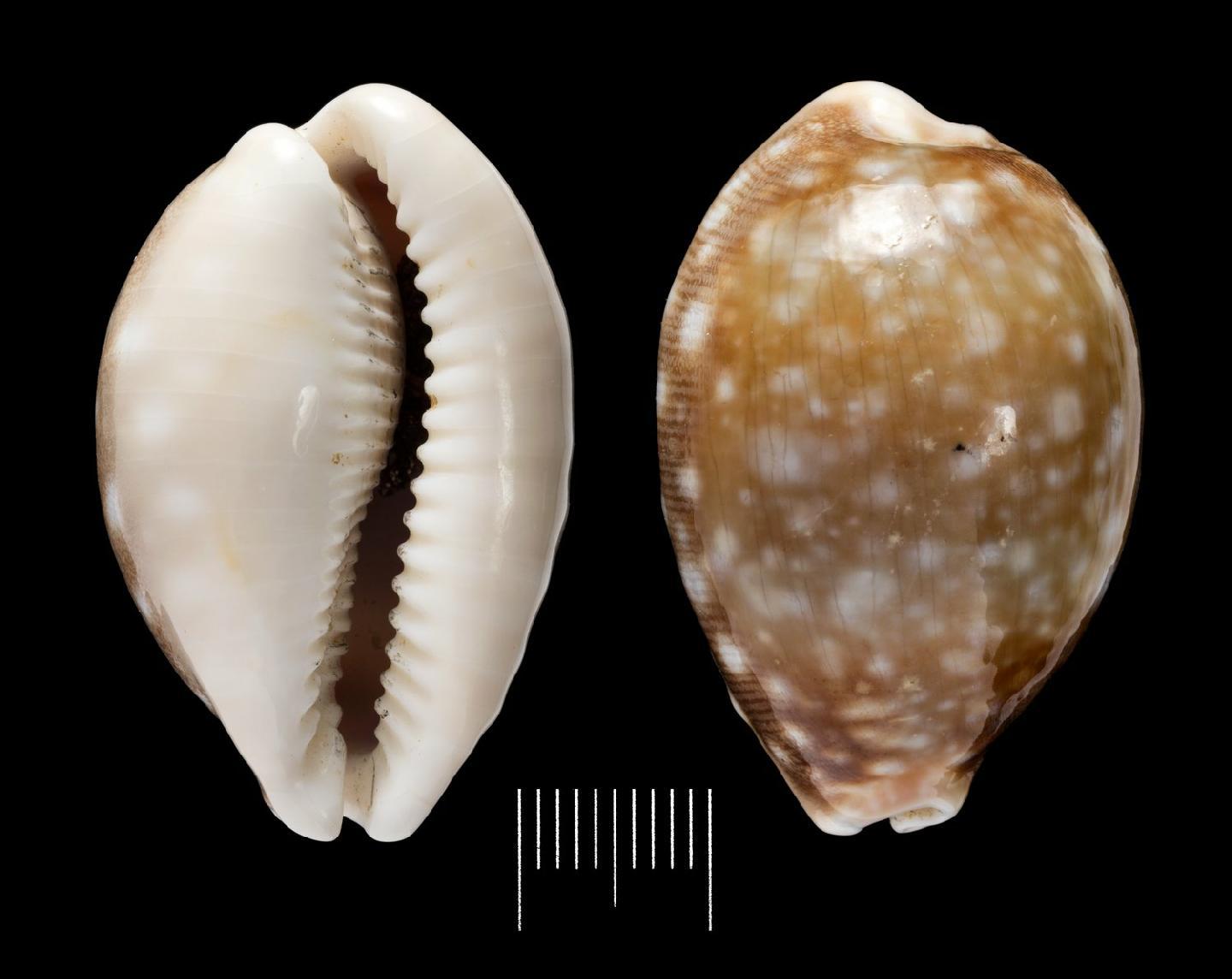 To NHMUK collection (Cypraea vitellus Linnaeus, 1758; NHMUK:ecatalogue:3500777)