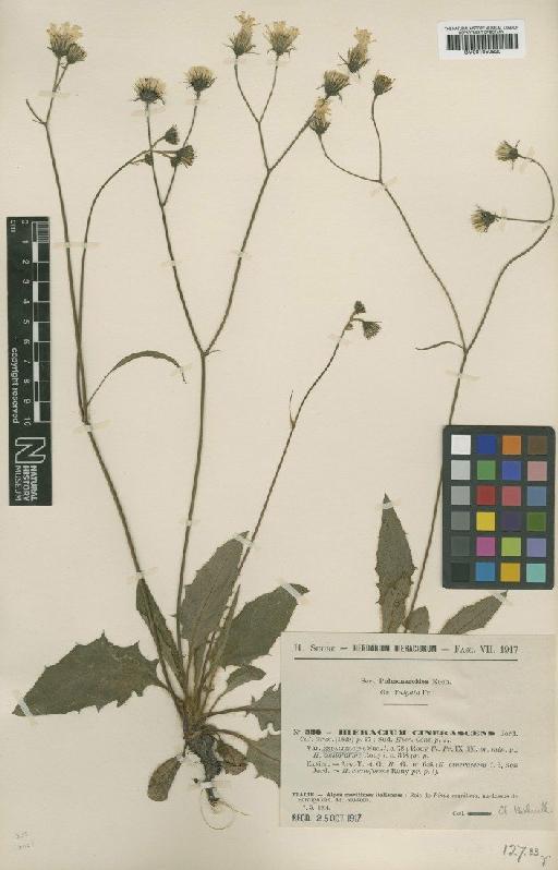 Hieracium praecox subsp. cinerascens Jord. - BM001050820