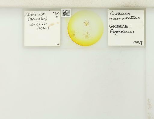 Uroleucon (Uromelan) aeneum Hille Ris Lambers, 1939 - 015271692_112823_1096657_157888_NoStatus