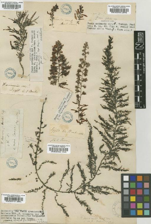 Sargassum confusum C.Agardh - BM000563431