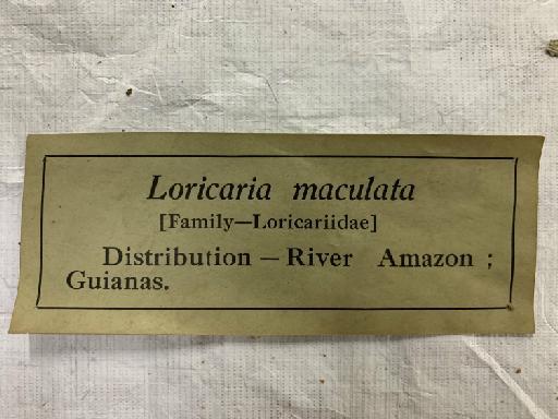 Loricaria maculata Bloch, 1794 - BMNH 1845.6.22.97, Loricaria maculata, gallery label