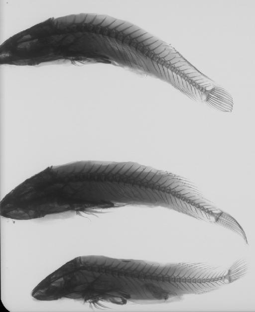 Gobiesox nudus Linnaeus, 1758 - BMNH 1890.11.25.41-43, Gobiesox cephalus, radiograph