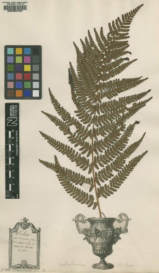 Polypodium filix-mas L. - BM000647601