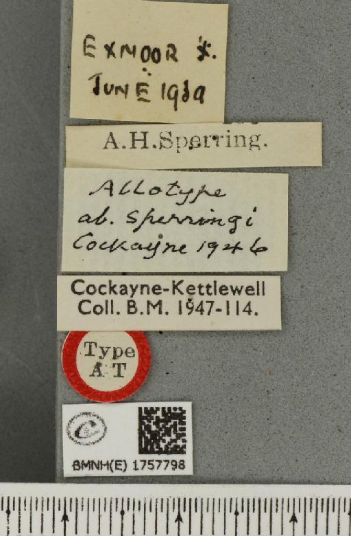 Eulithis testata ab. sperringi Cockayne, 1946 - BMNHE_1757798_label_333384