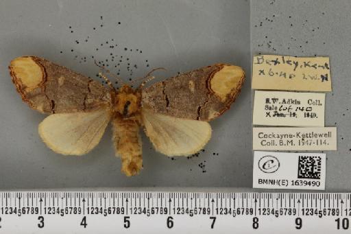 Phalera bucephala ab. tenebricosa Stertz, 1912 - BMNHE_1639490_208705