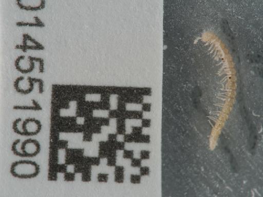 Ophiodesmus albonanus (Latzel, 1895) - 014551990_1