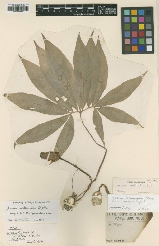 Arisaema heterophyllum Blume - BM000958537