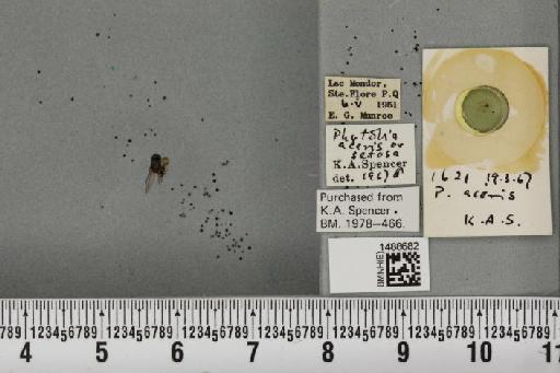 Phytobia setosa (Loew, 1869) - BMNHE_1488682_52529