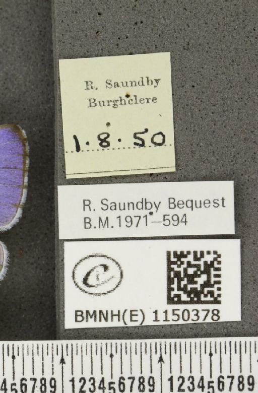 Celastrina argiolus britanna (Verity, 1919) - BMNHE_1150378_label_111799