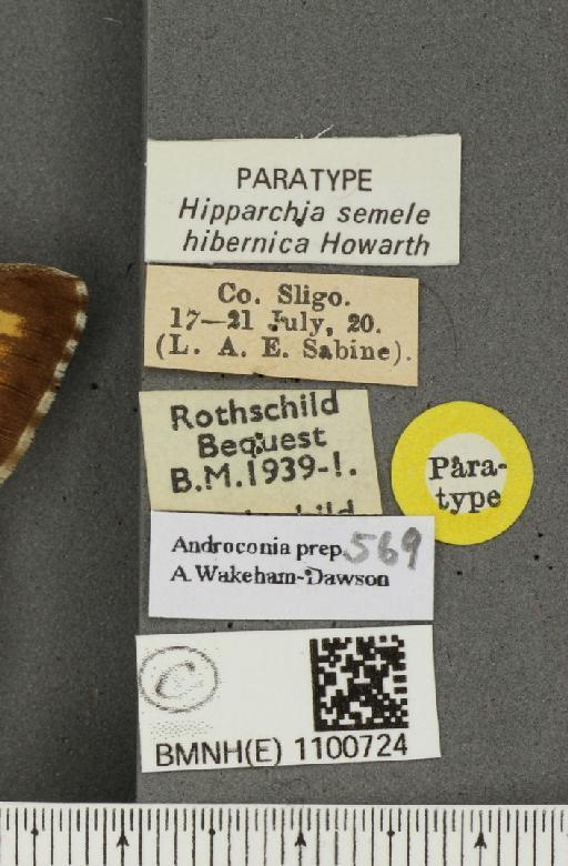 Hipparchia semele hibernica Howarth, 1971 - BMNHE_1100724_label_11814