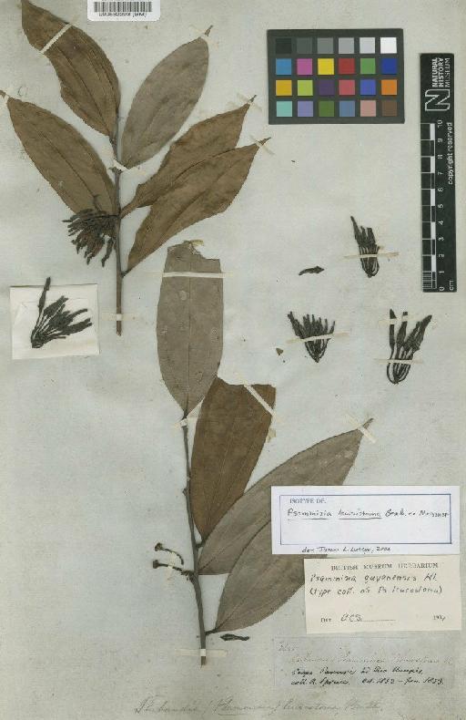 Psammisia guyanensis Klotzsch - BM000582203