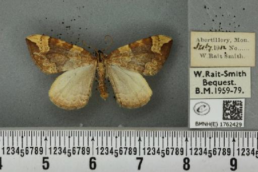 Eulithis populata ab. intermedia Schawerda, 1914 - Jasmin_001846_344000