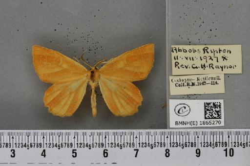 Angerona prunaria ab. diluta Williams, 1947 - BMNHE_1865270_430861