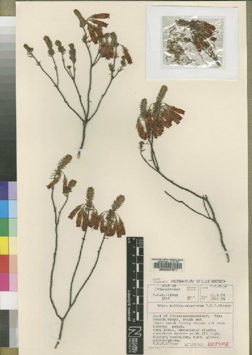 Erica vallis-aranearum E.G.H.Oliv. - BM000611971