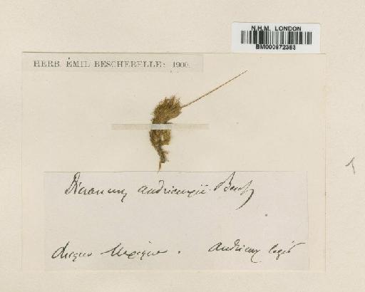 Dicranum lophoneuron Müll.Hal. - BM000872363