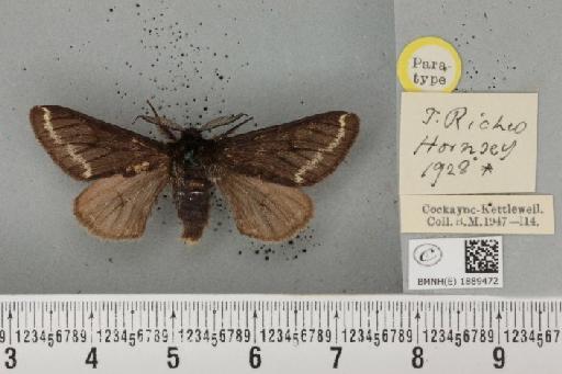 Lycia hirtaria ab. nigra Cockayne, 1948 - BMNHE_1889472_457727
