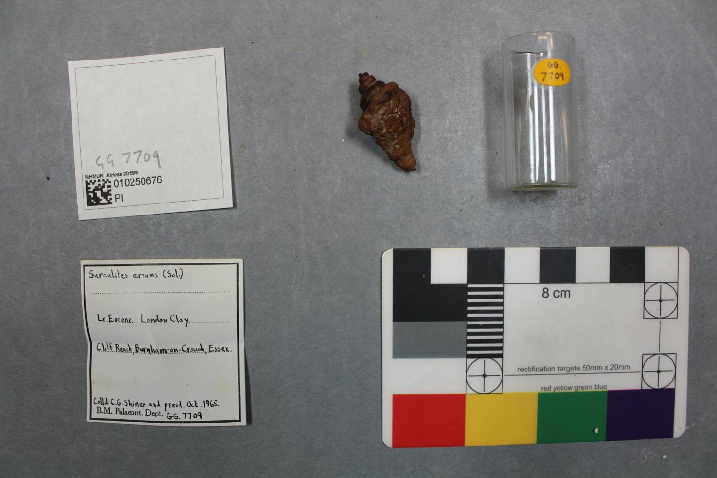 To NHMUK collection (Surculites errans (Solander in Brander, 1766); NHMUK:ecatalogue:460674)