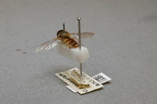 Episyrphus balteatus (De Geer, 1776) - 012516442_additional_2