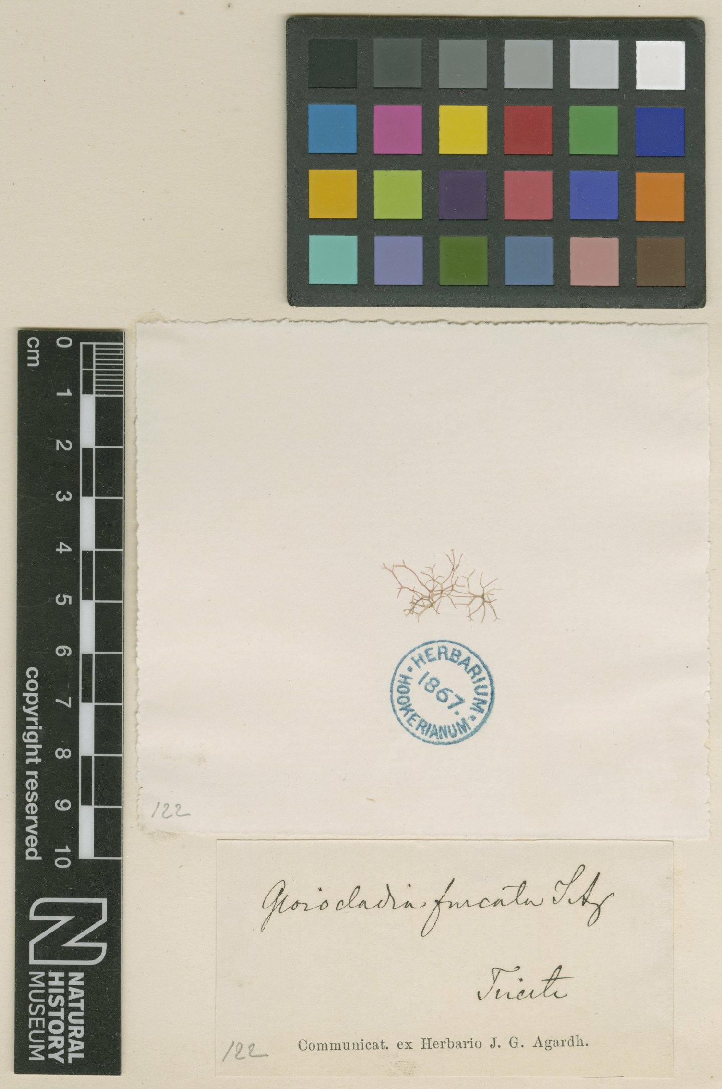 To NHMUK collection (Gloiocladia furcata (C.Agardh) J.Agardh; TYPE; NHMUK:ecatalogue:699597)