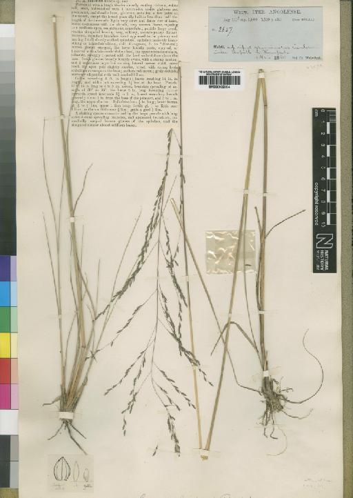 Eragrostis huillensis Rendle - BM000922994